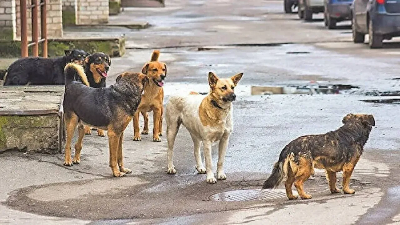 Vatandaşların büyük çoğunluğu sahipsiz köpekleri sorun olarak tanımlıyor