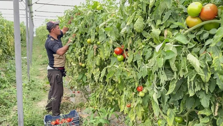 Deregümü’deki domates hasadında hedeflenen rekolteye ulaşılamadı