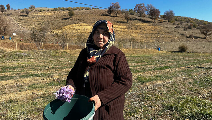 Isparta’da safran ekim alanları genişliyor