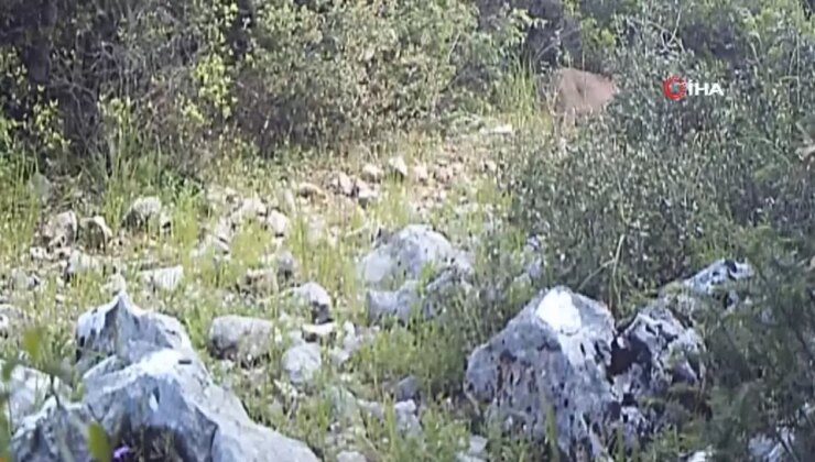 Anadolu’nun gizemli yırtıcısı karakulak fotokapanla görüntülendi