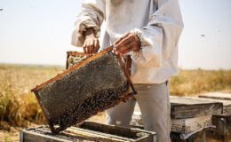 Türkiye, bal üretiminde Dünya liderliğini planlıyor