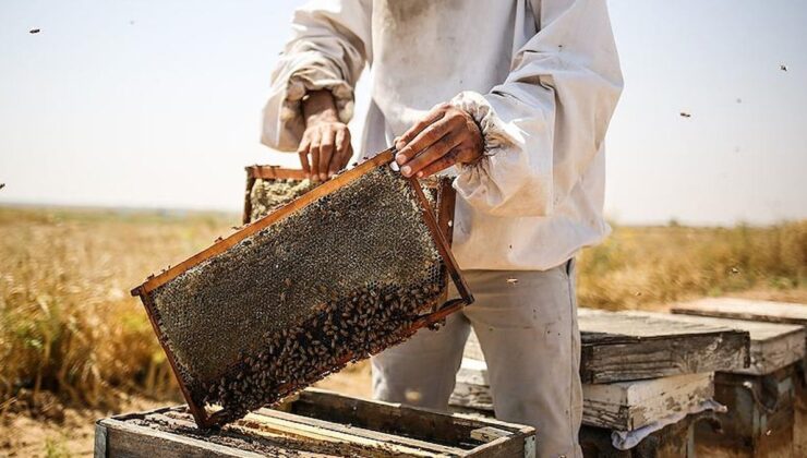 Türkiye, bal üretiminde Dünya liderliğini planlıyor