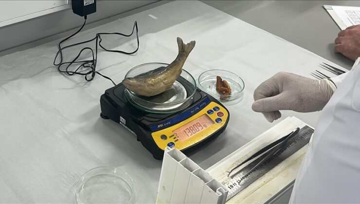 Nesli tükenme tehlikesi altında