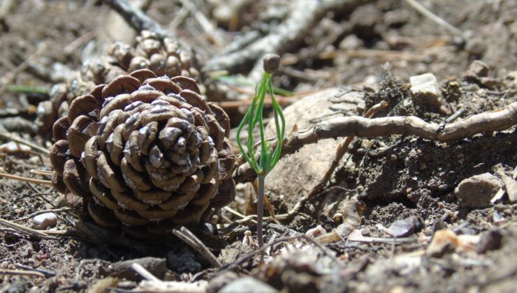 Isparta’da Toprak Yeşeriyor: Karaçam Tohumları Fidan Oldu