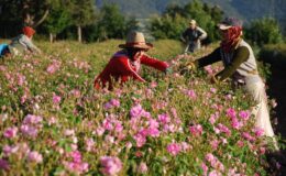 Isparta’da Gül hasadı başladı: Gülbirlik 2025 alım kampanyasına start verdi