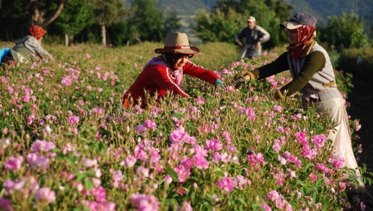 Isparta’da Gül hasadı başladı: Gülbirlik 2025 alım kampanyasına start verdi