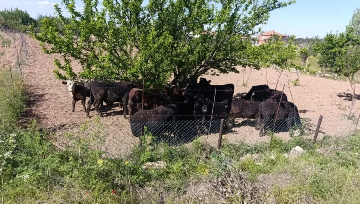 Afyonkarahisar’da Angus Alarmı: Tır Devrildi, Etrafa Dağıldılar!