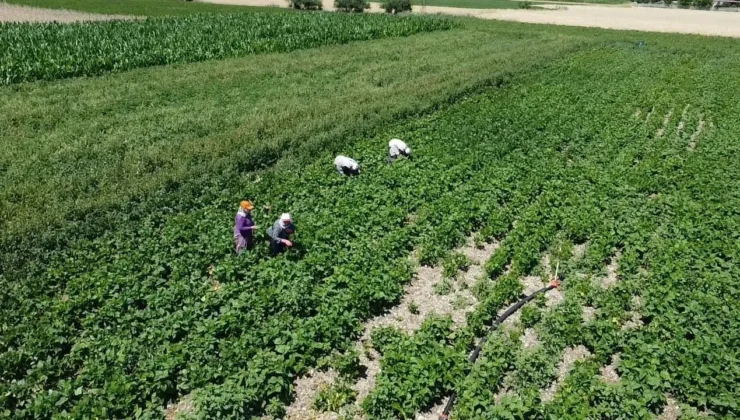 Şuhut Ovası’nda Emekle Büyüyen Bereket: Fasulye Hasadı Başladı