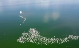 Eber Gölü’nde Muhteşem Doğa Gösterisi: Yüzlerce Flamingo Görüntülendi