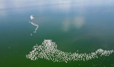 Eber Gölü’nde Muhteşem Doğa Gösterisi: Yüzlerce Flamingo Görüntülendi