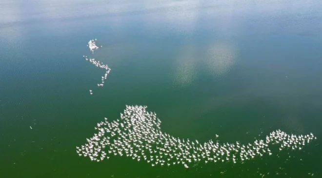 Eber Gölü’nde Muhteşem Doğa Gösterisi: Yüzlerce Flamingo Görüntülendi