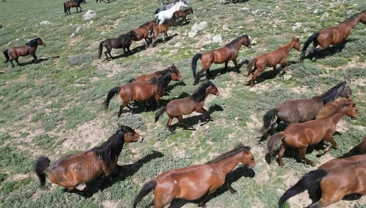 Afyonkarahisar’ın Yılkı Atları Havadan Görüntülendi